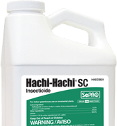 Hachi-Hachi SC