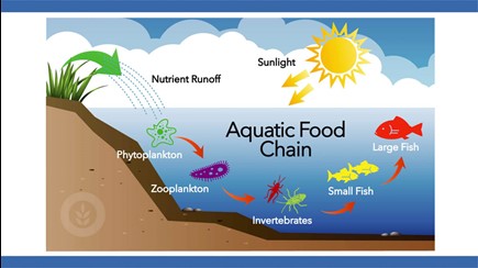 Algae Corner Promoting Healthy Fisheries Biology Diagrams