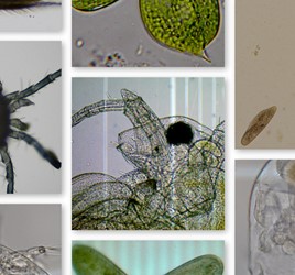 MicroscopeCreatures_01_Microscope-Creatures-Collage.jpg
