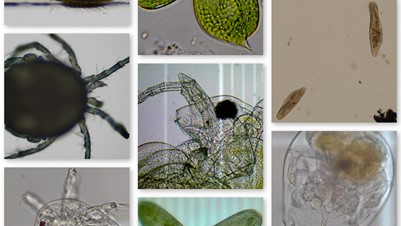 microscope creatures collage