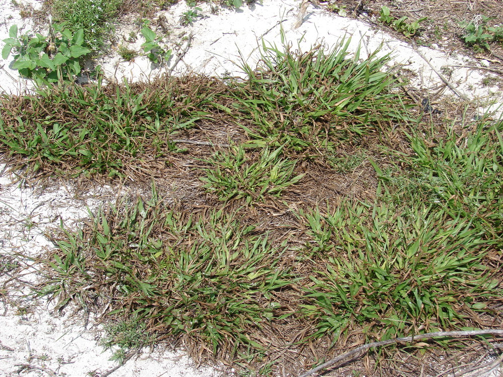  Paspalum setaceum, image via upload.wikimedia.org 