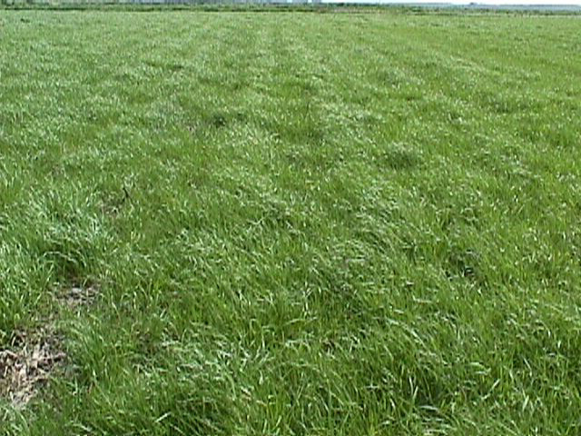  Annual ryegrass, image via mccc.msu.edu 