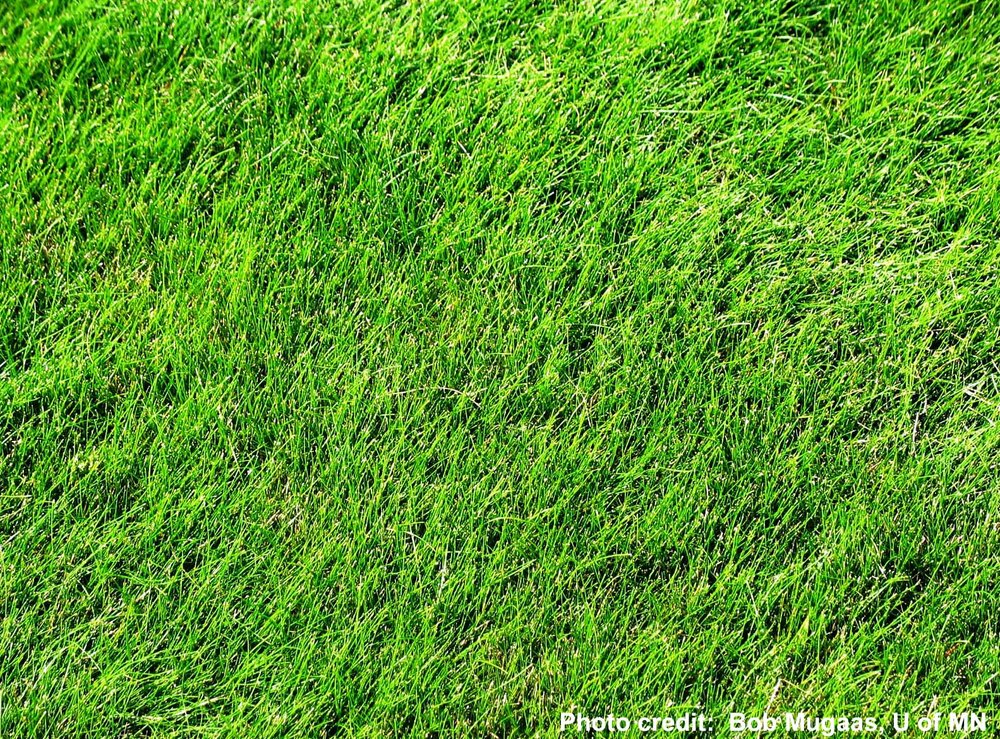  Fine Fescue (image via extension.umn.edu) 