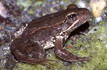  Red-legged frog (photo by Rana aurora, image via wikipedia.org) 