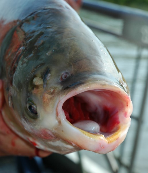  Asian carp (glfc.org) 