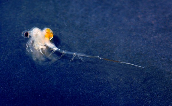  Spiny water flea, Bythotrephes longimanus 