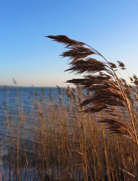  Phragmites australis (wikimedia.org) 