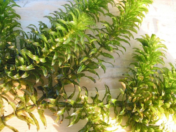  Hydrilla (src.sfasu.edu) 