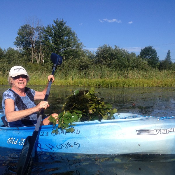  Carolyn Rhodes gathers water chestnut (vtwatershedblog.com) 