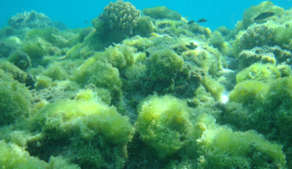  Algae (pifsc.noaa.gov) 