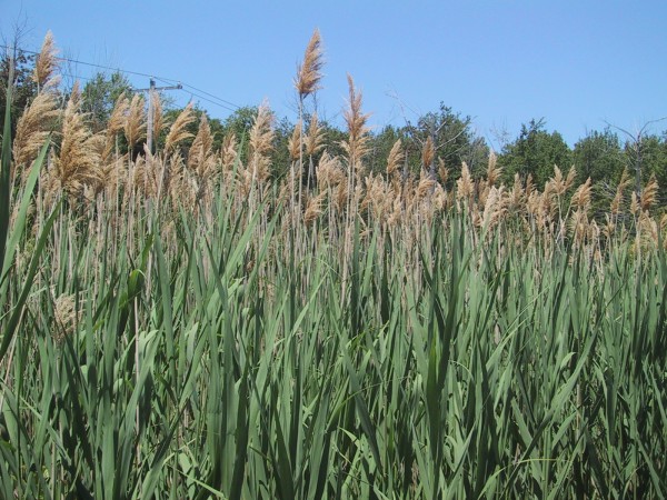  Phragmites (glennlakeassociation.com) 