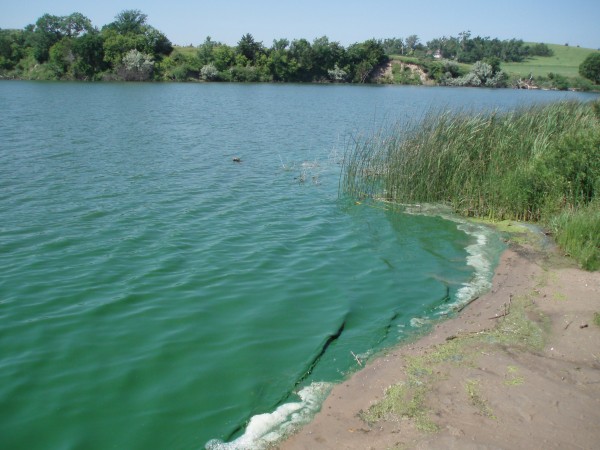  Toxic algal bloom (newsroom.unl.edu) 