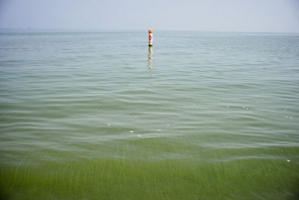  Algae in Lake Erie (Enoch Wu/Sentinel Tribune) 