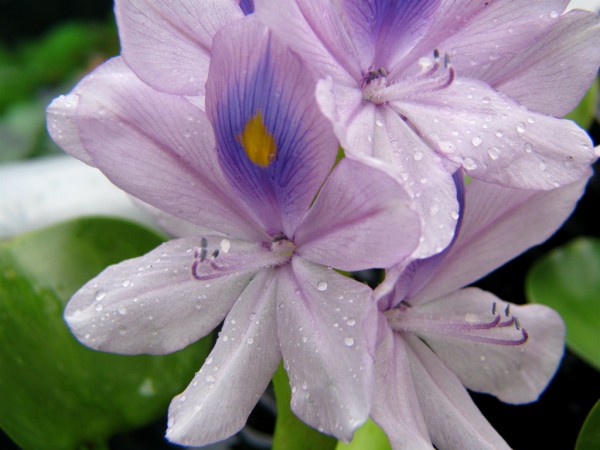  Pretty yet pernicious, a water hyacinth flower (wikimedia.org) 