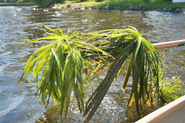   Water soldier (courtesy of orilliapacket.com).  