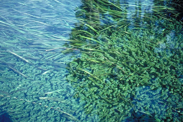   Hydrilla (courtesy of extension.entm.purdue.edu).  