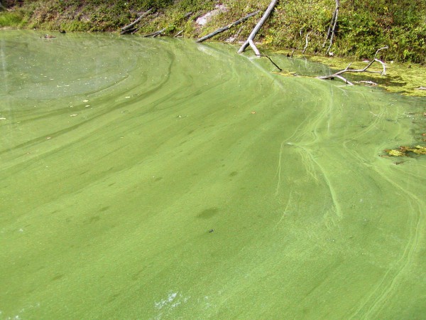   Green algae near the water body's bank (wacf.com).  