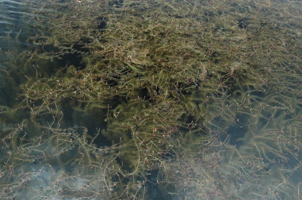   Eurasian watermilfoil, targeted in the plan (newbranchesschool.edublogs.org).  