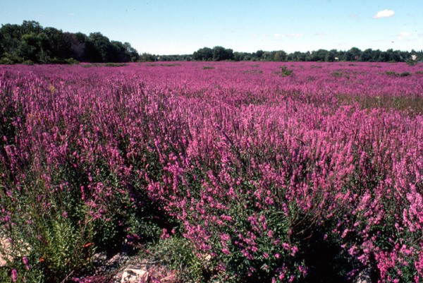   Purple loosestrife invaded over 75% of the lot pictured (stcloudstate.edu).  