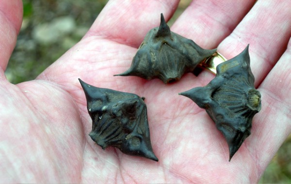   Water chestnut seeds (photo courtesy of nature.lohudblogs.com).  