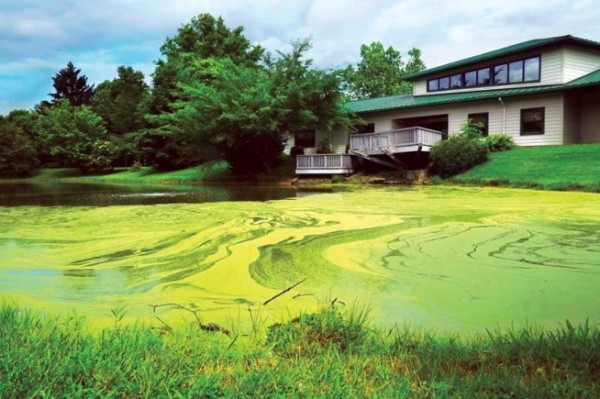   Watermeal, an invasive free-floating plant, has taken over the pond in front of the ODNR building on East State Street in Athens. A wildlife biologist says another herbicide treatment is planned as soon as possible. (Athens NEWS file photo).  