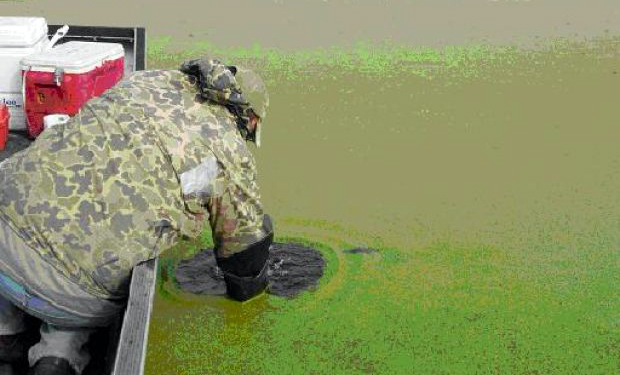   A Wisconsin Department of Natural Resources scientist collects water quality data to better understand nutrients' role in the overabundance of duckweed and algae.   Too much nitrogen and phosphorus in water could lead to an overgrowth of free-floating plants such as duckweed and filamentous algae. This overgrowth can result in dense layers of scum on the surface of the waters, and can damage below-surface plants, fish and other lake organisms by depriving them of the oxygen and sunlight they need to survive.  