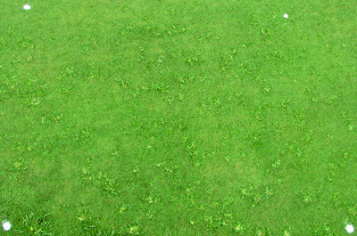  A heavily-infested putting green (photo by S. McElroy). 