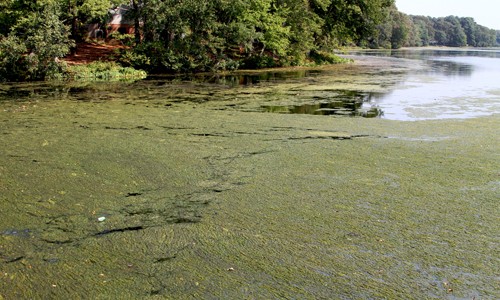  Image via chesapeakebay.net. 