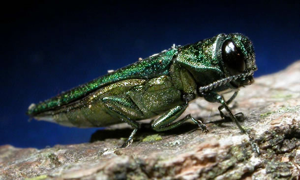  Emerald Ash Borer (image via emeraldashborer.info). 