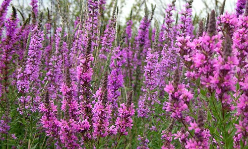  Purple loosestrife, one of Ohio's most pesky invasives (image via chesapeakebay.net). 