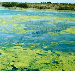  A nasty algal bloom (image via daviddarling.info).  