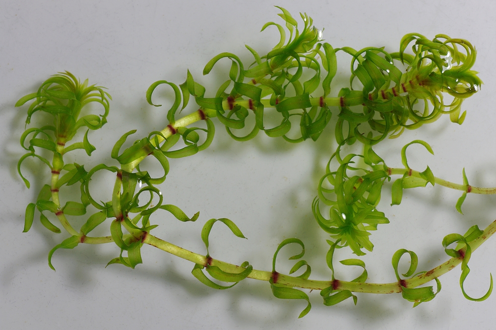  Elodea (image via wikipedia).  