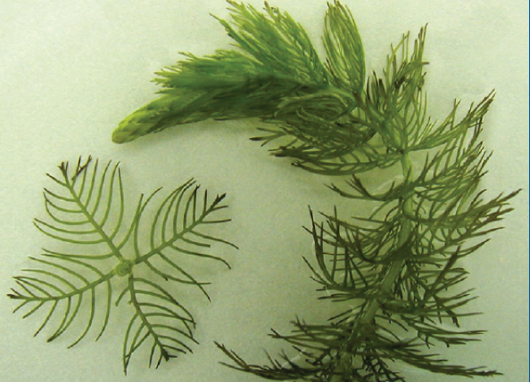  Eurasian watermilfoil (lakegeorgeassociation.org).  