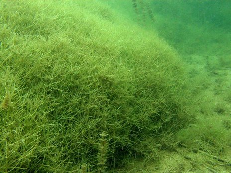  A bed of stonewort (image via adkwatershed.files.wordpress.com). 
