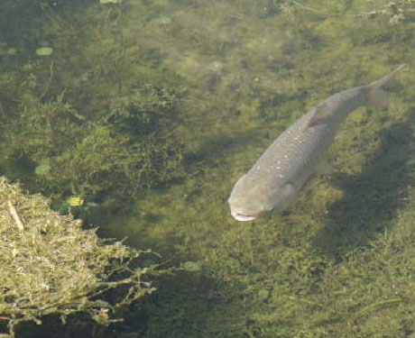  Non-native Asian grass carp (wikipedia.org). 