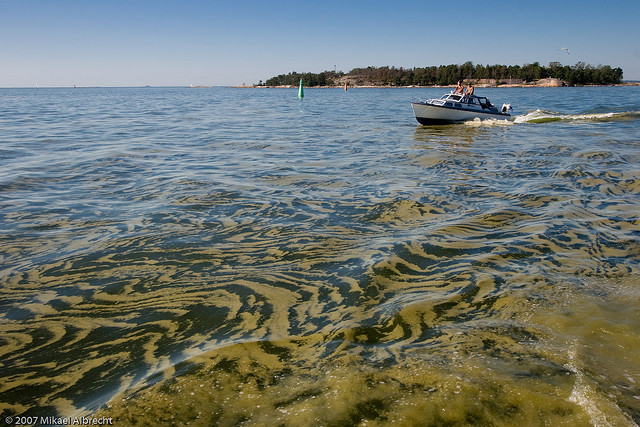  Algae in the baltic sea (image via greenfudge.org). 