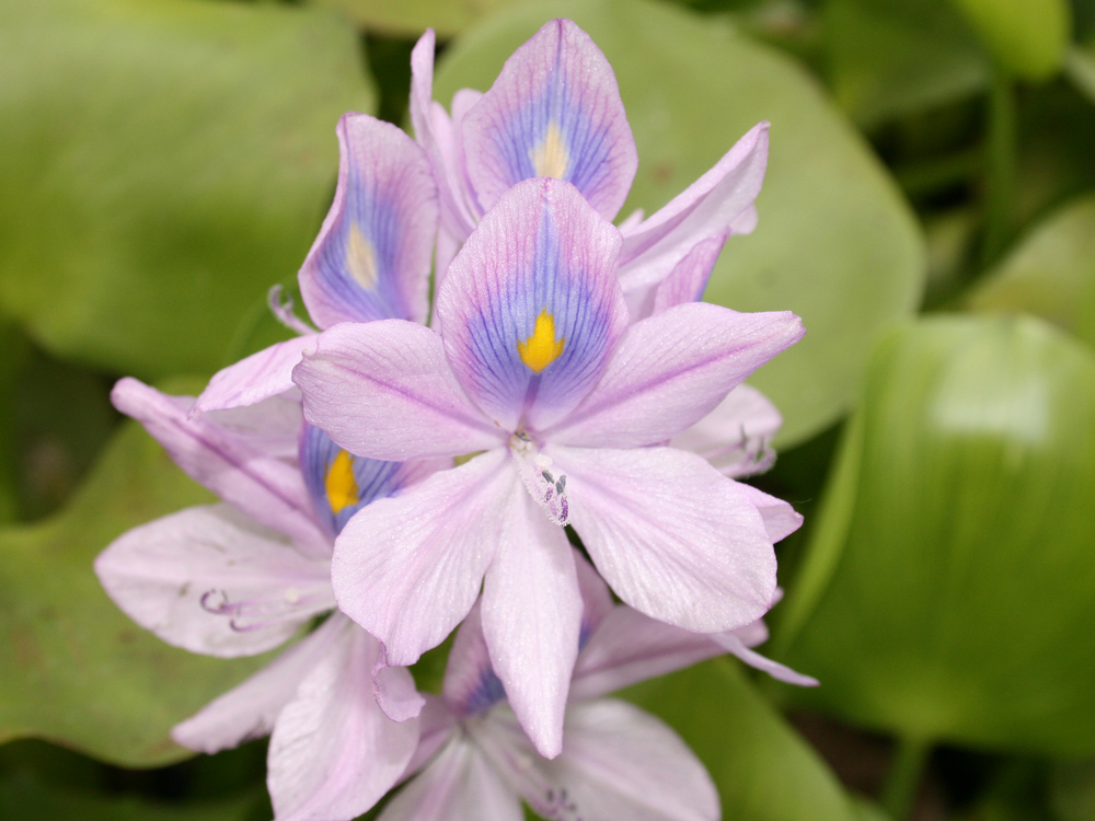  A water hyacinth in bloom (wikimedia.org).  