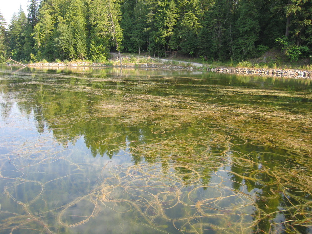  Eurasian watermilfoil (EWM), an invasive in Les Cheneaux (saveblacklake.org).  