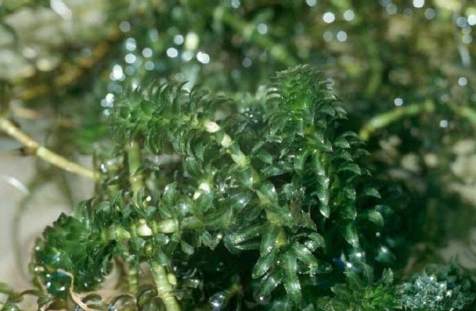  Hydrilla (wikimedia.org).  