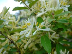  Morrow's honeysuckle (wikimedia.org).  