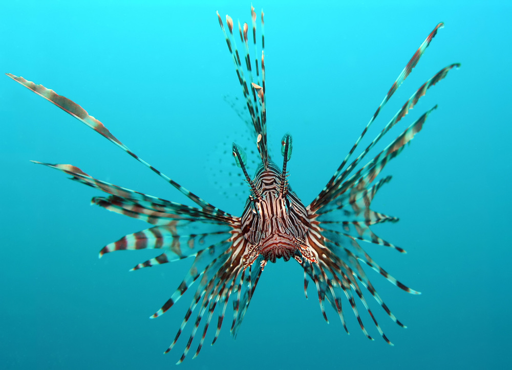  Pterois volitans (wikimedia.org). 