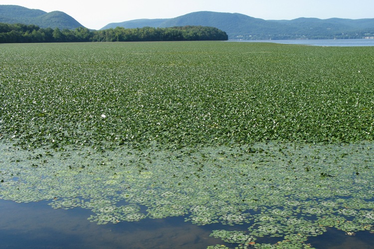  Water chestnut bed (dec.ny.gov).  