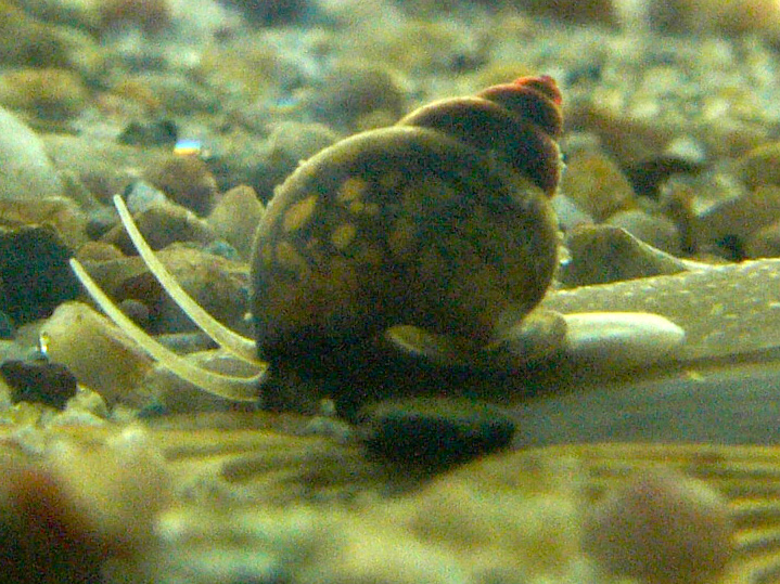  Faucet snail ( Bithynia tentaculata). wikimedia.org  