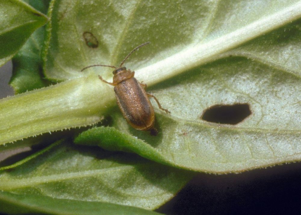  Galerucella beetle (wikimedia.org).  