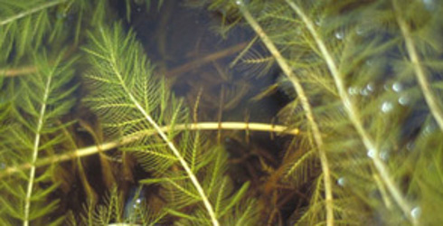  Eurasian watermilfoil (nature.org). 