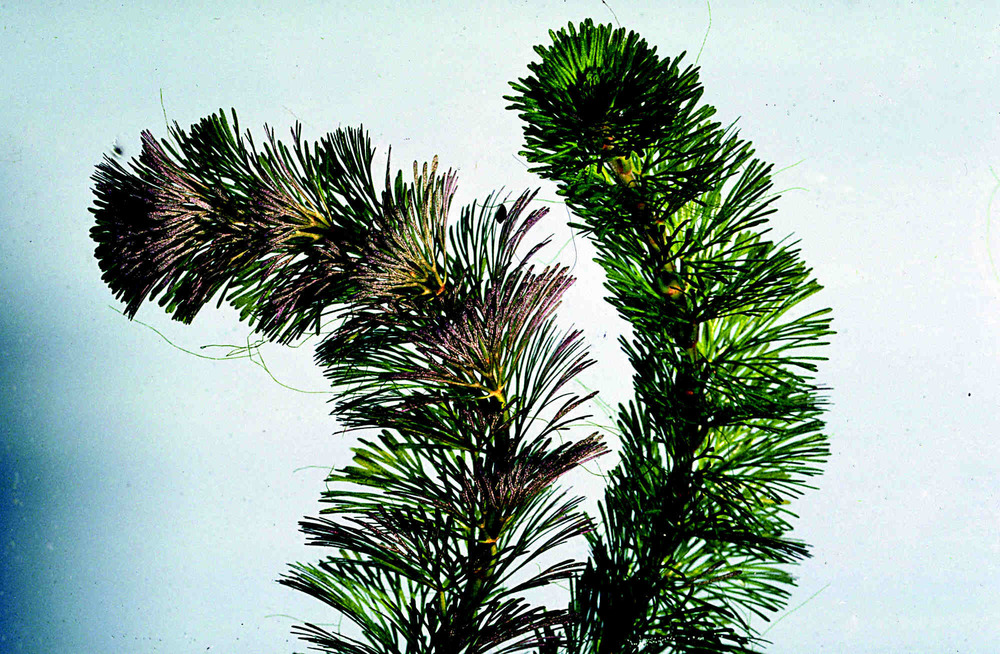  Fanwort  (Cabomba Caroliniana)  ecy.wa.gov  