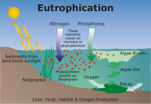   Hindering water’s use for drinking, industry, agriculture and recreation, high phosphorous levels are a common source of freshwater algal blooms and reduced water quality.  