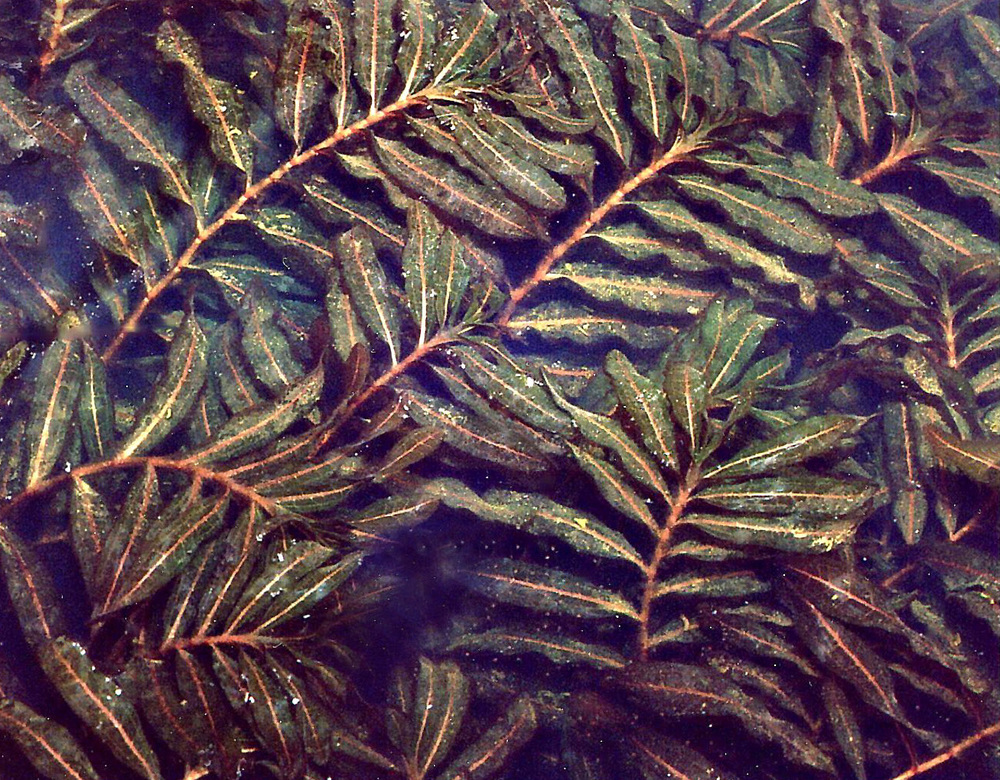  The dense surface mats it forms can often be covered with filamentous algae.  