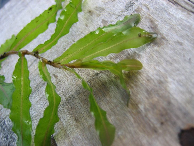       Curly-leaf pondweed typically goes dormant in the late spring/early summer, which can lead to decreased summer water quality due to a release of nutrients and associated nuisance algal growth.  photo credit*  