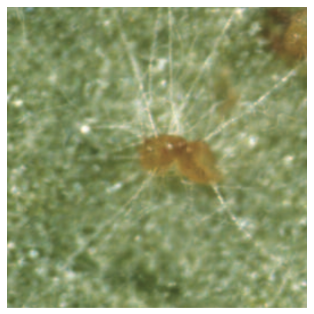  Infected whitefly eggs. 